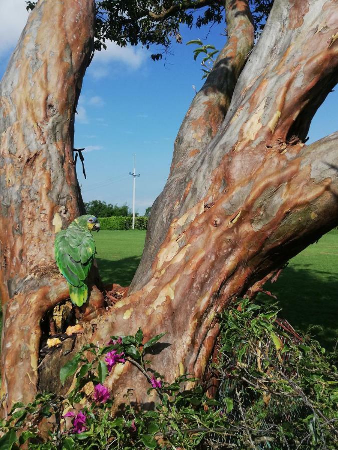Villa Alejandra Del Quindio Calarcá Kültér fotó
